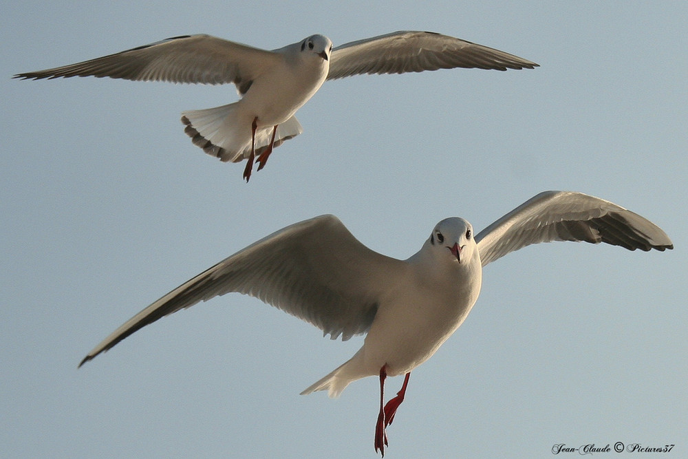 regard de mouettes