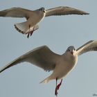 regard de mouettes