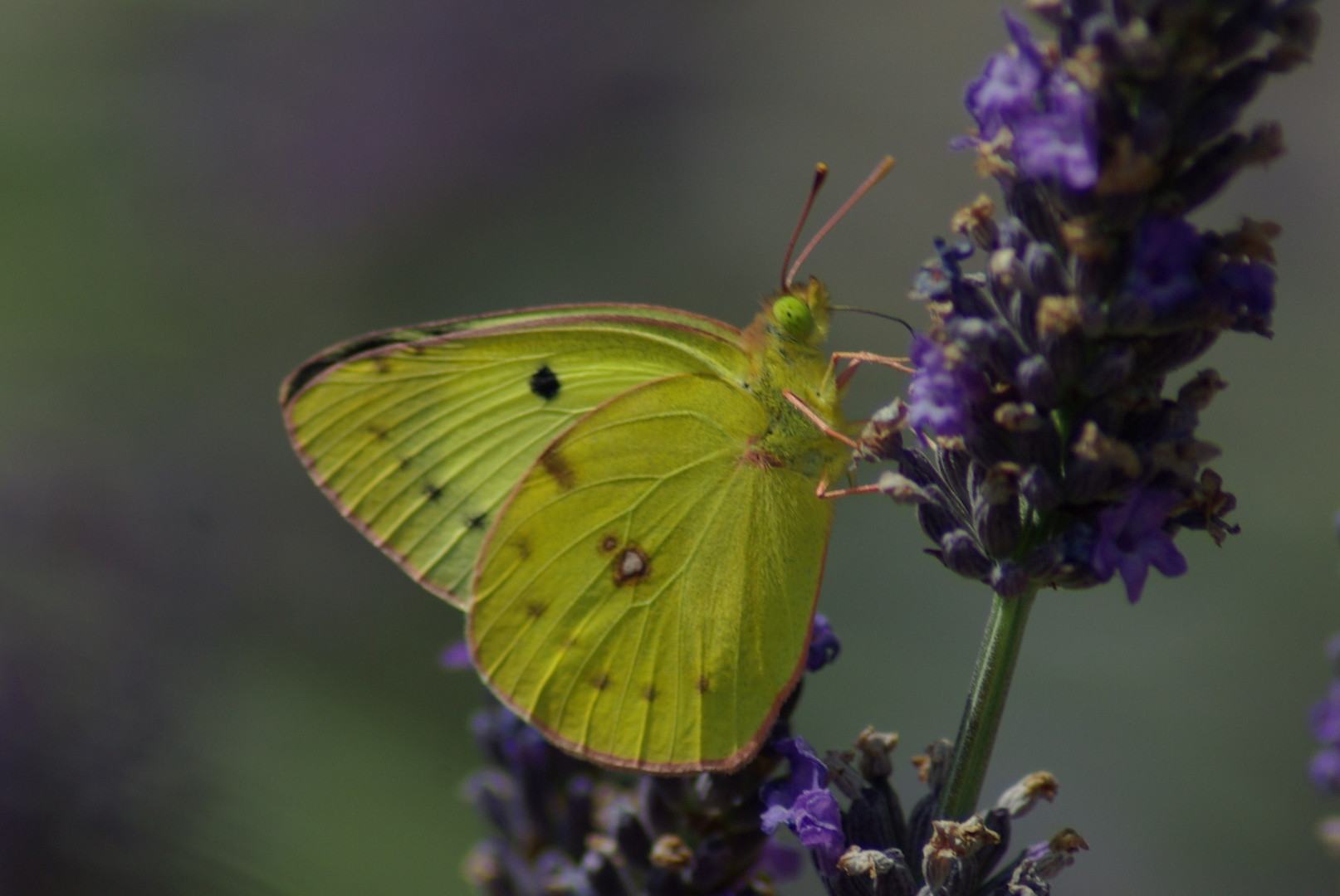 Regard de papillon