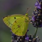 Regard de papillon