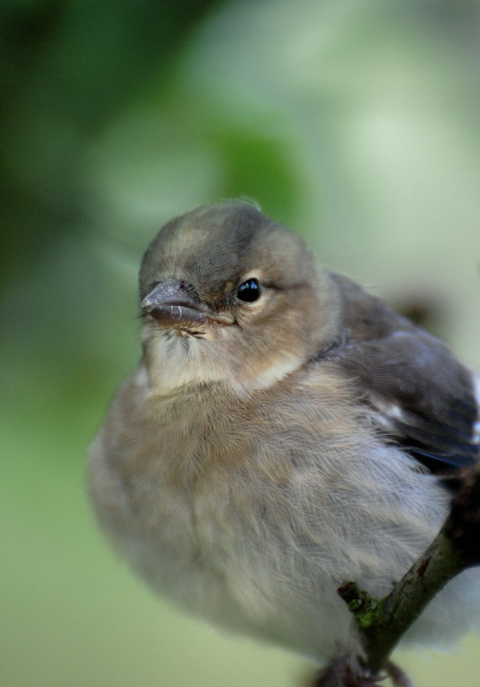 Regard de pinson