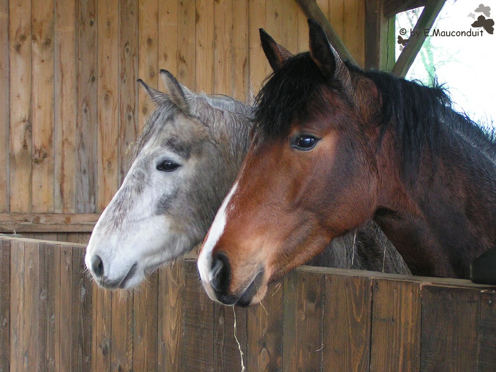 Regard de pouliches