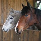 Regard de pouliches