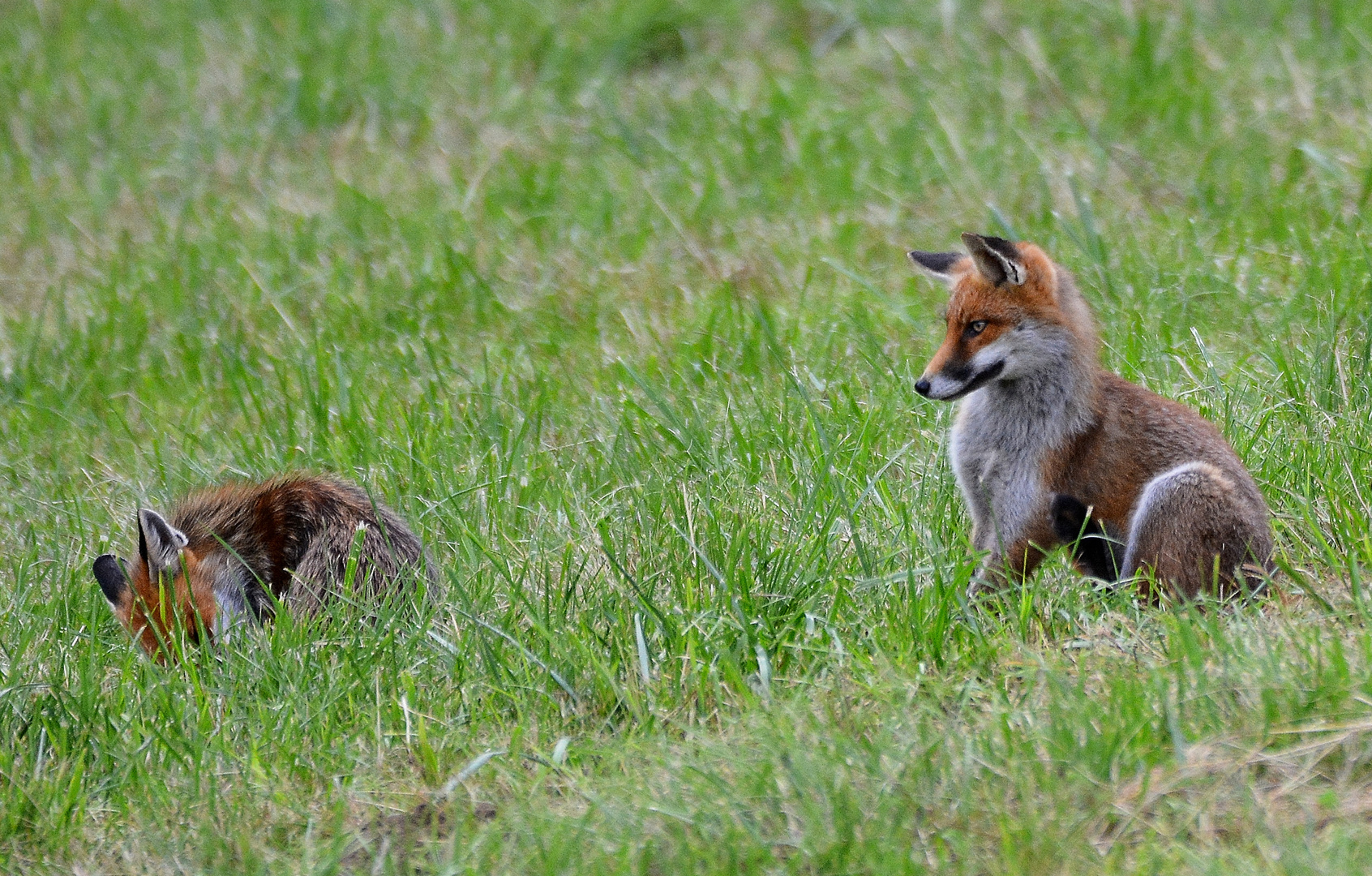 Regard de renard ...