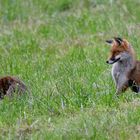 Regard de renard ...