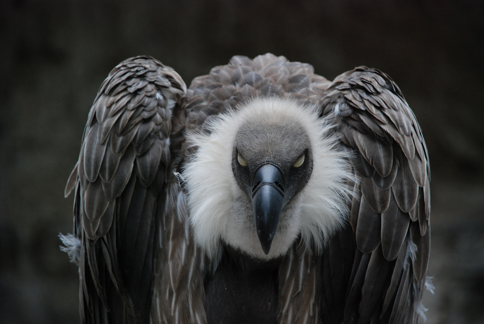 Regard de tueur