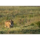 Regard de tueur , lionne Kenya 2013