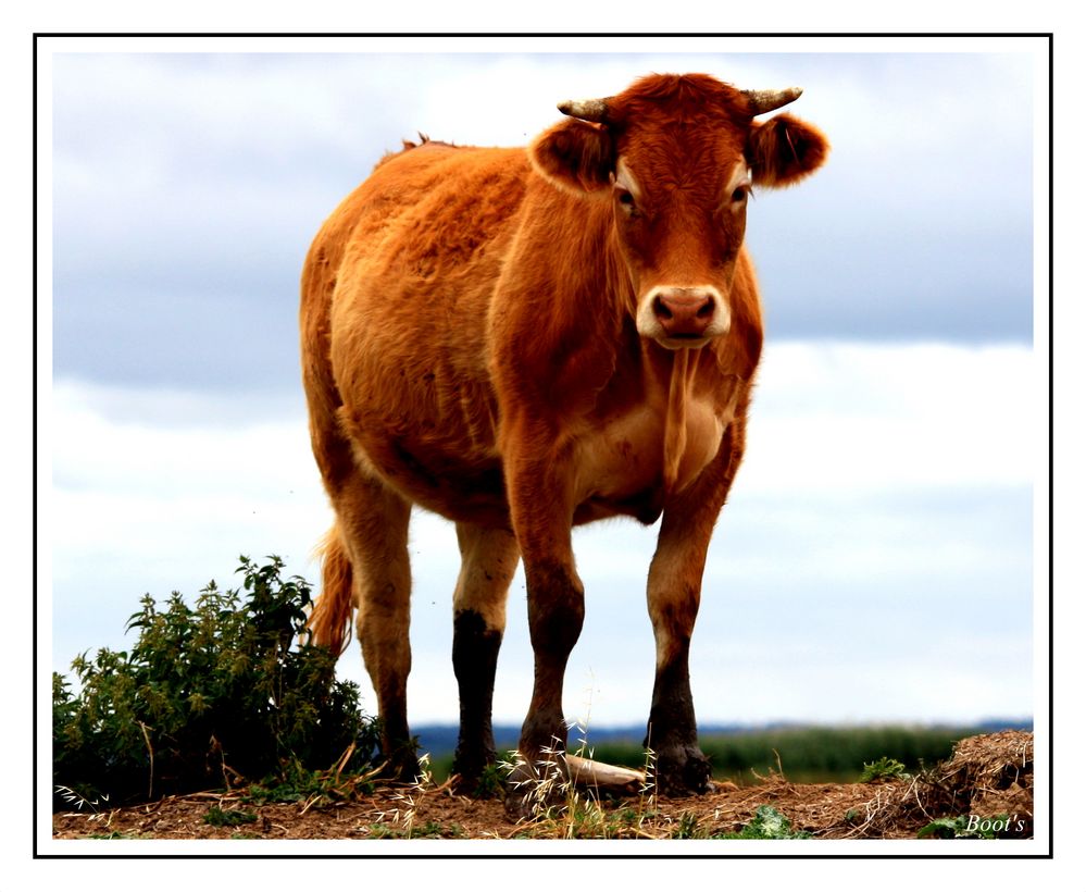 Regard de vache