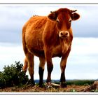 Regard de vache