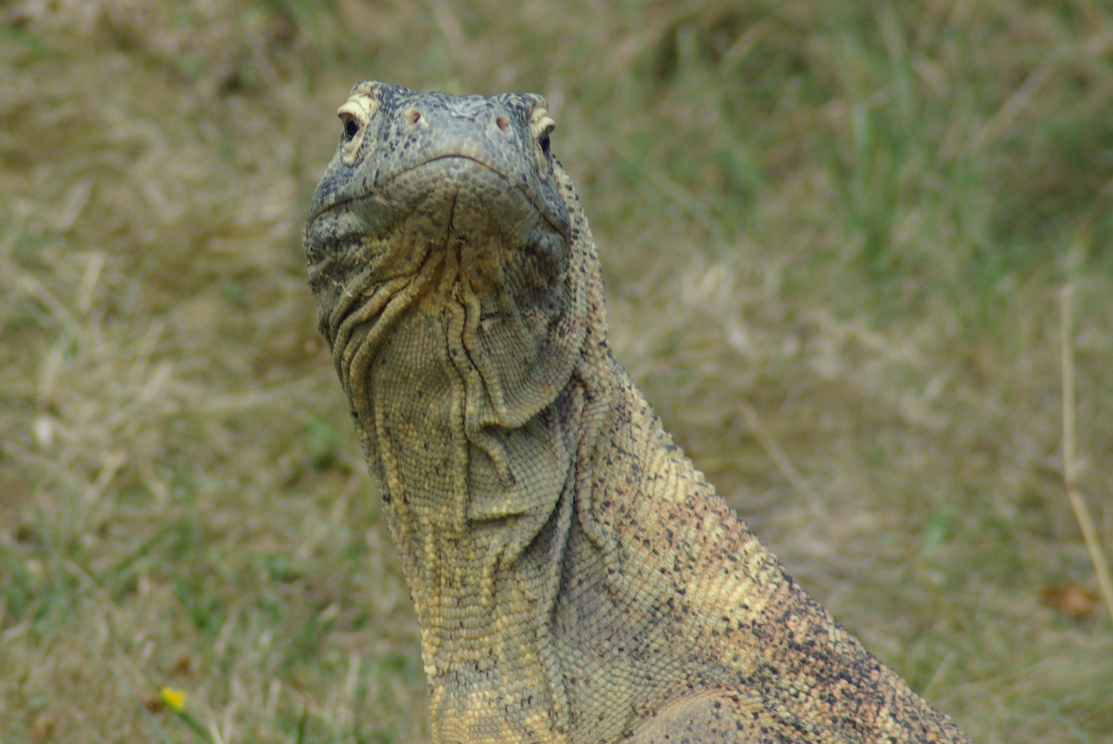 Regard de Varan