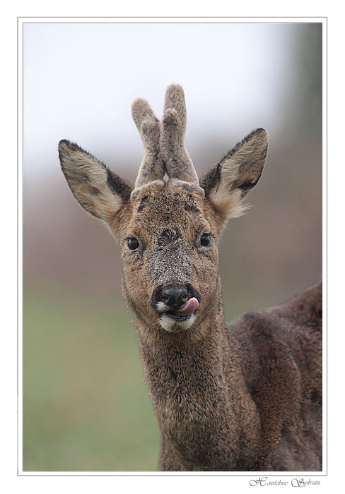 regard de velour