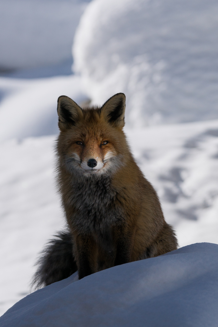 Regard d'hiver