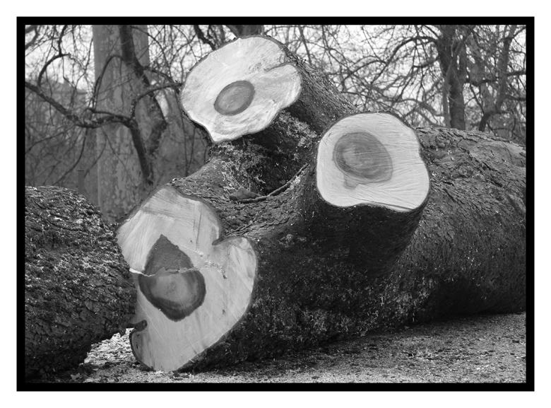 Regard d'un arbre échoué