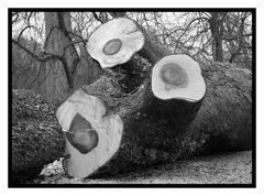 Regard d'un arbre échoué