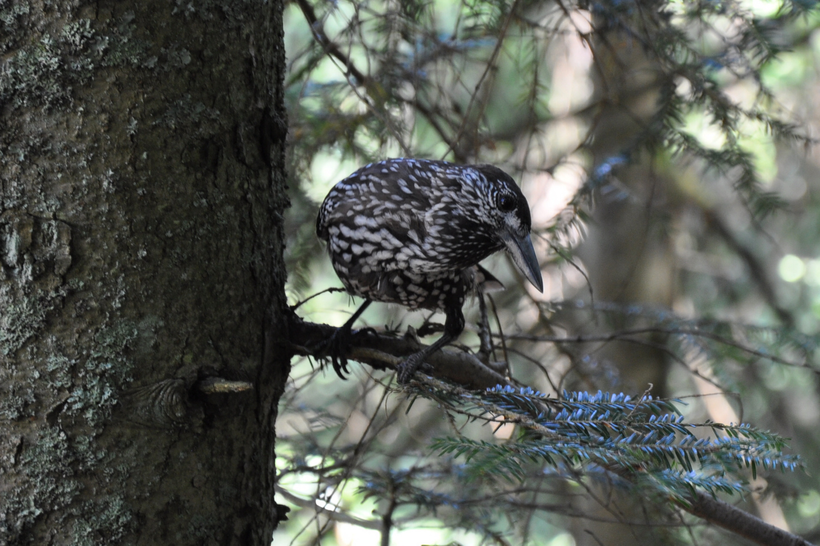 Regard d'un oiseau sur un photographe...