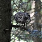 Regard d'un oiseau sur un photographe...