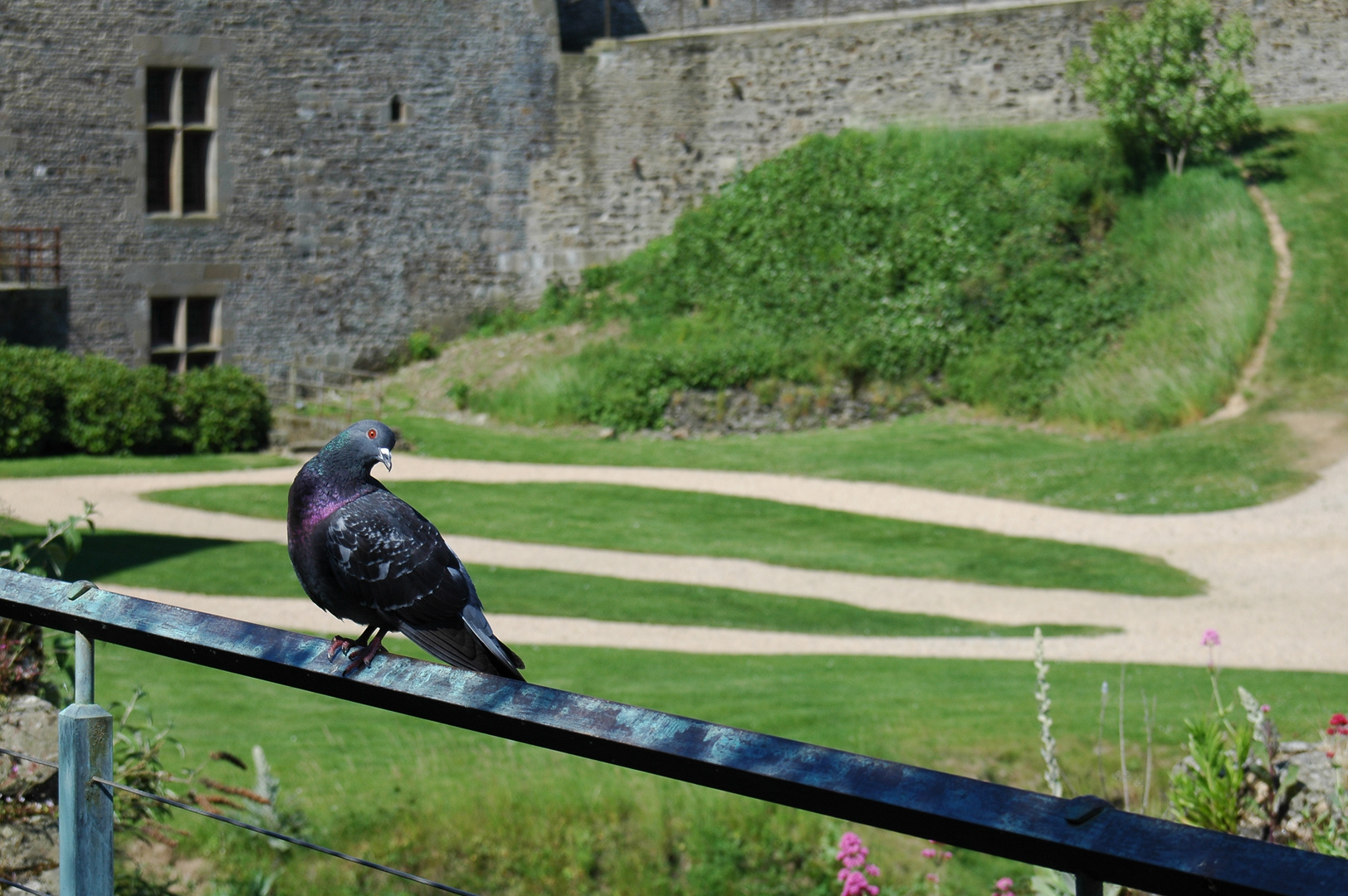 Regard d'un pigeon !