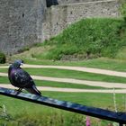 Regard d'un pigeon !