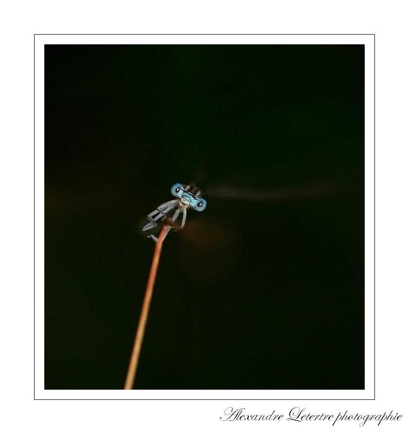 regard d'une demoiselle II