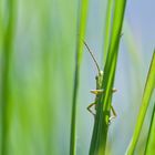 regard