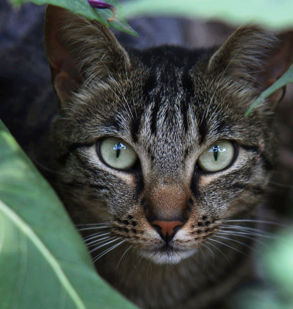 Regard émeraude, entre le feuillage !