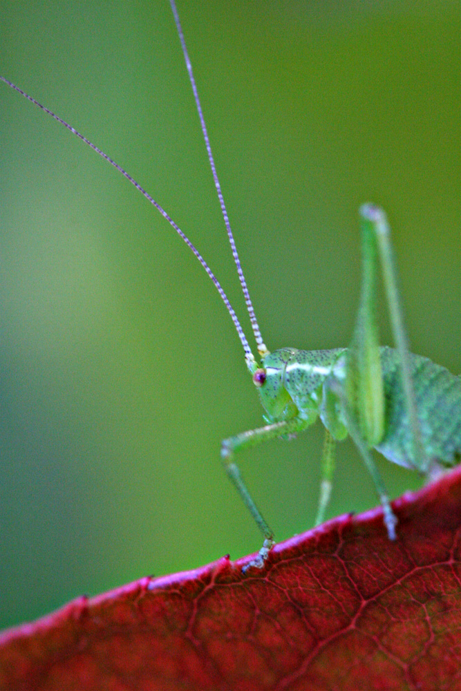 Regard en coin