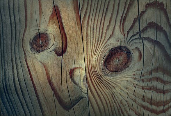 Regard étonnant dans un arbre