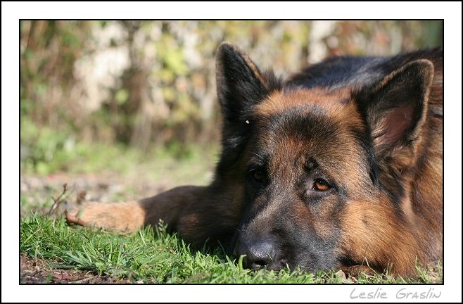 regard évasif