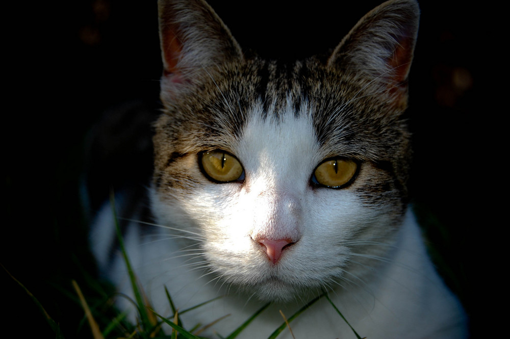 regard