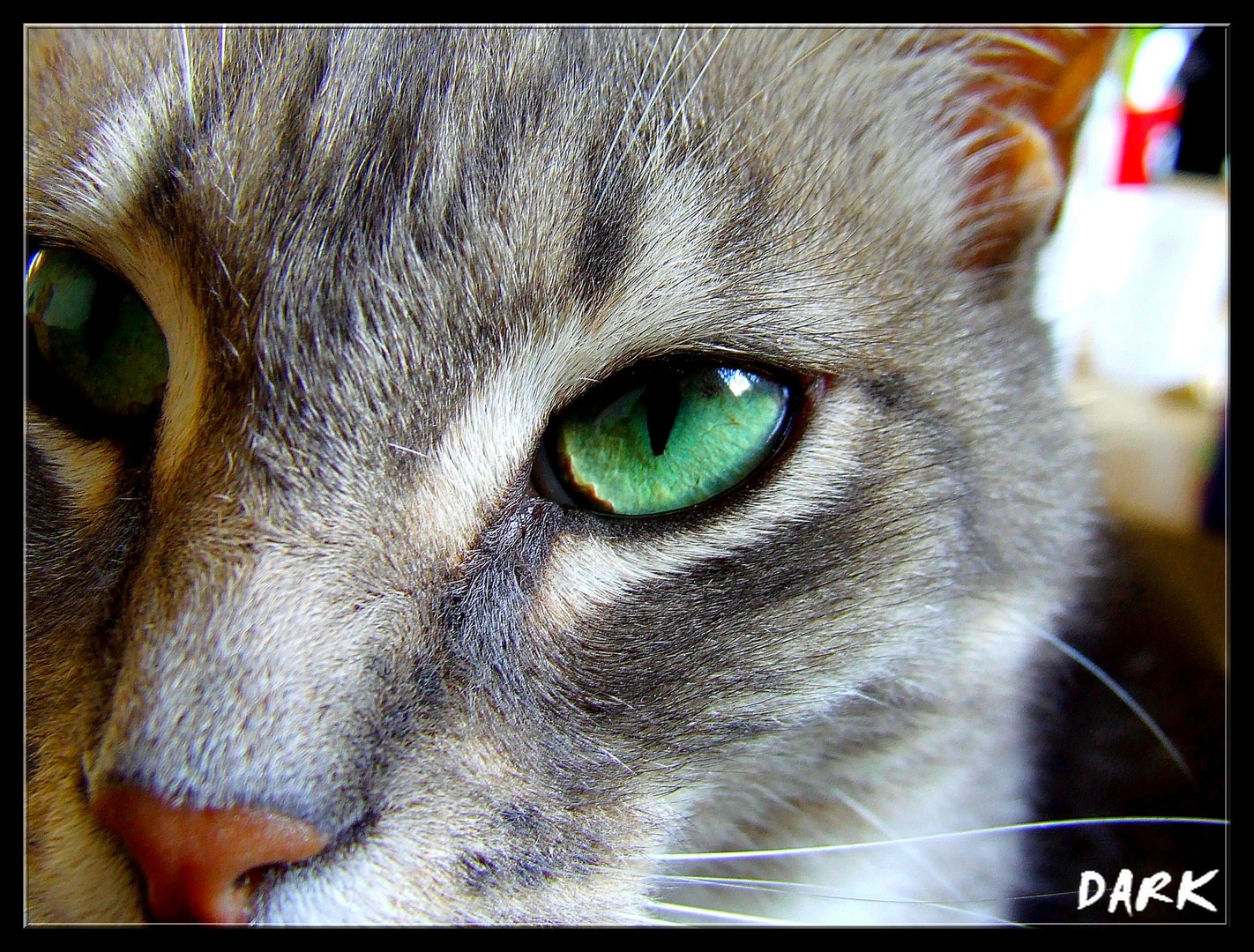 Regard felin