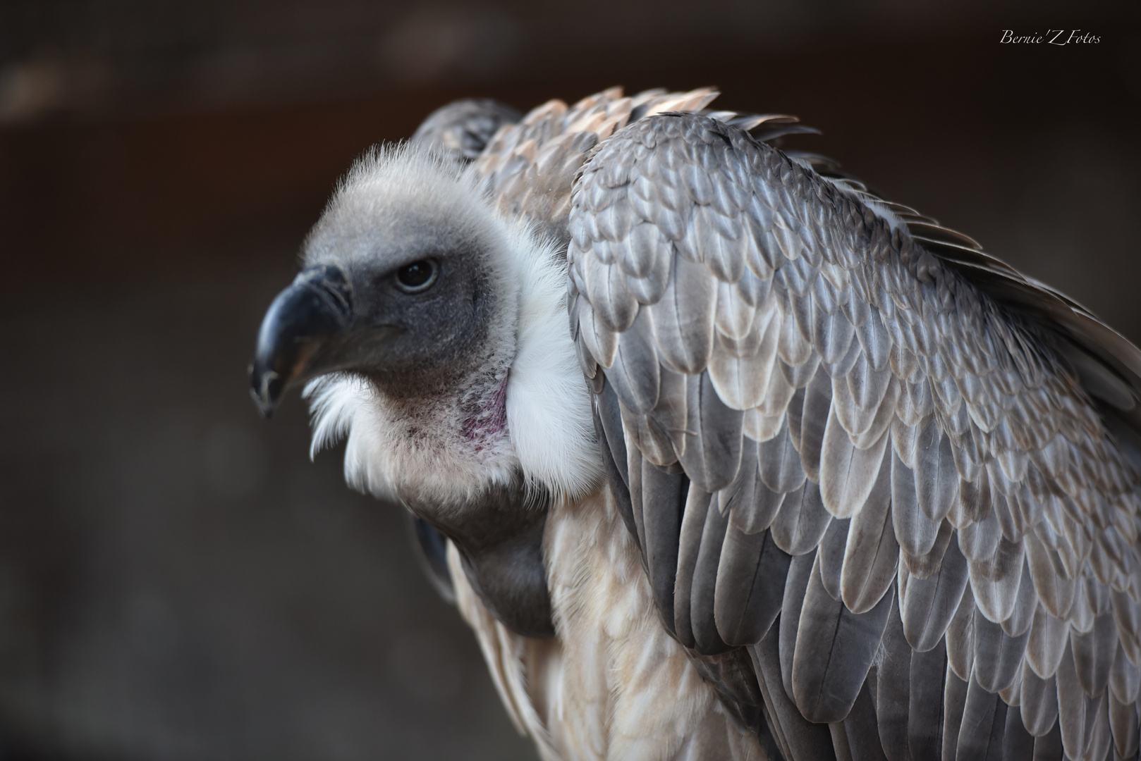 regard figé