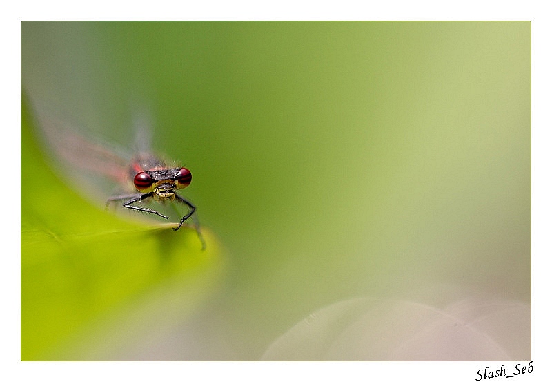 Regard intrigant