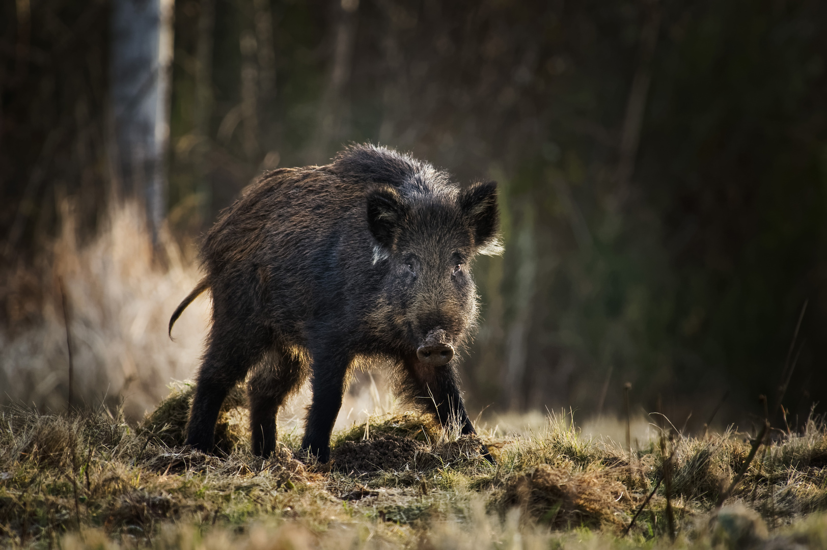 Regard, jeune sanglier