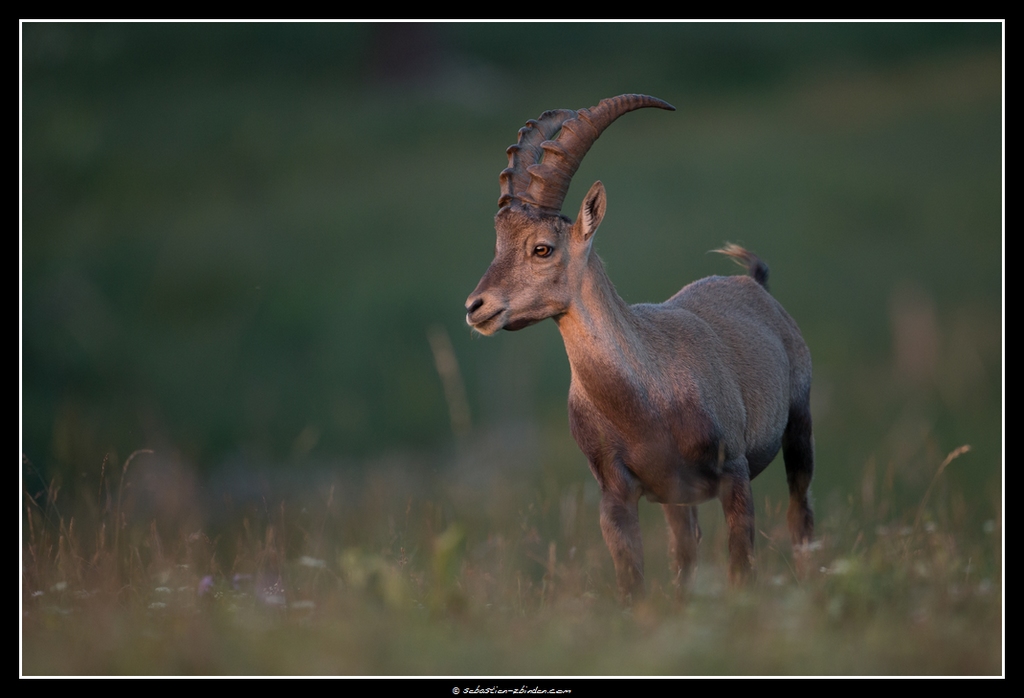 Regard Mauvais