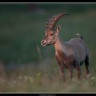 Regard Mauvais