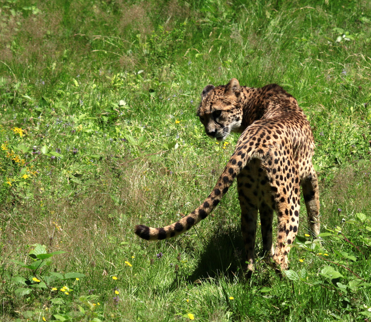 regard menaçant