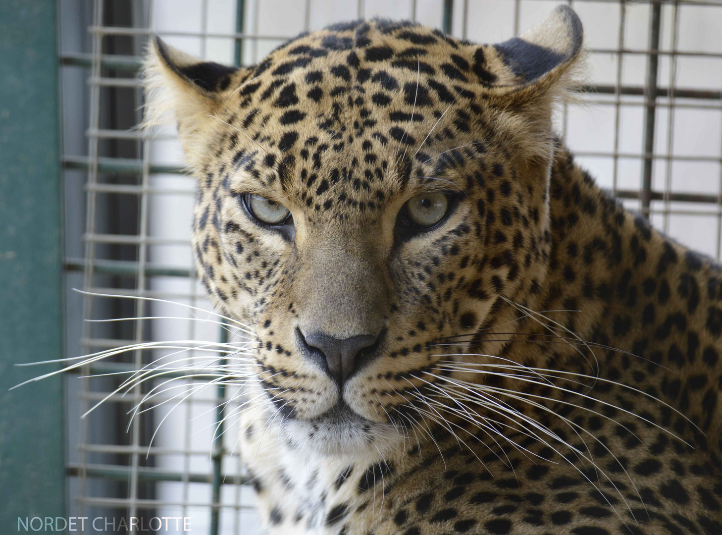 regard pénétrant 