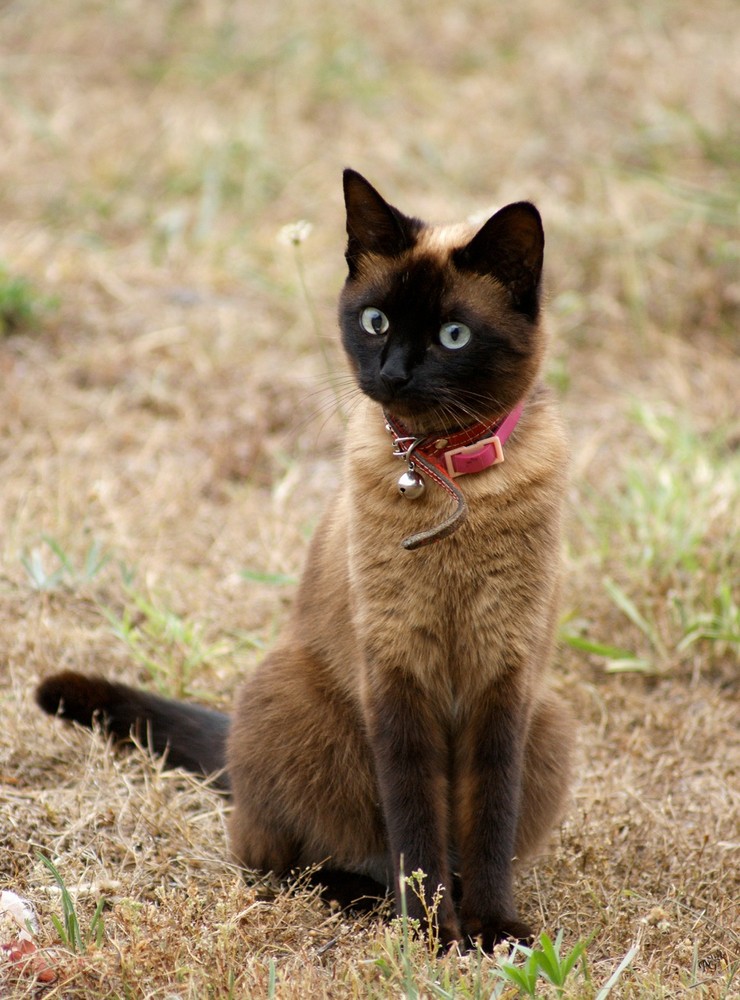 Regard perçant .....