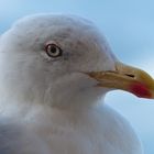 Regard perçant.