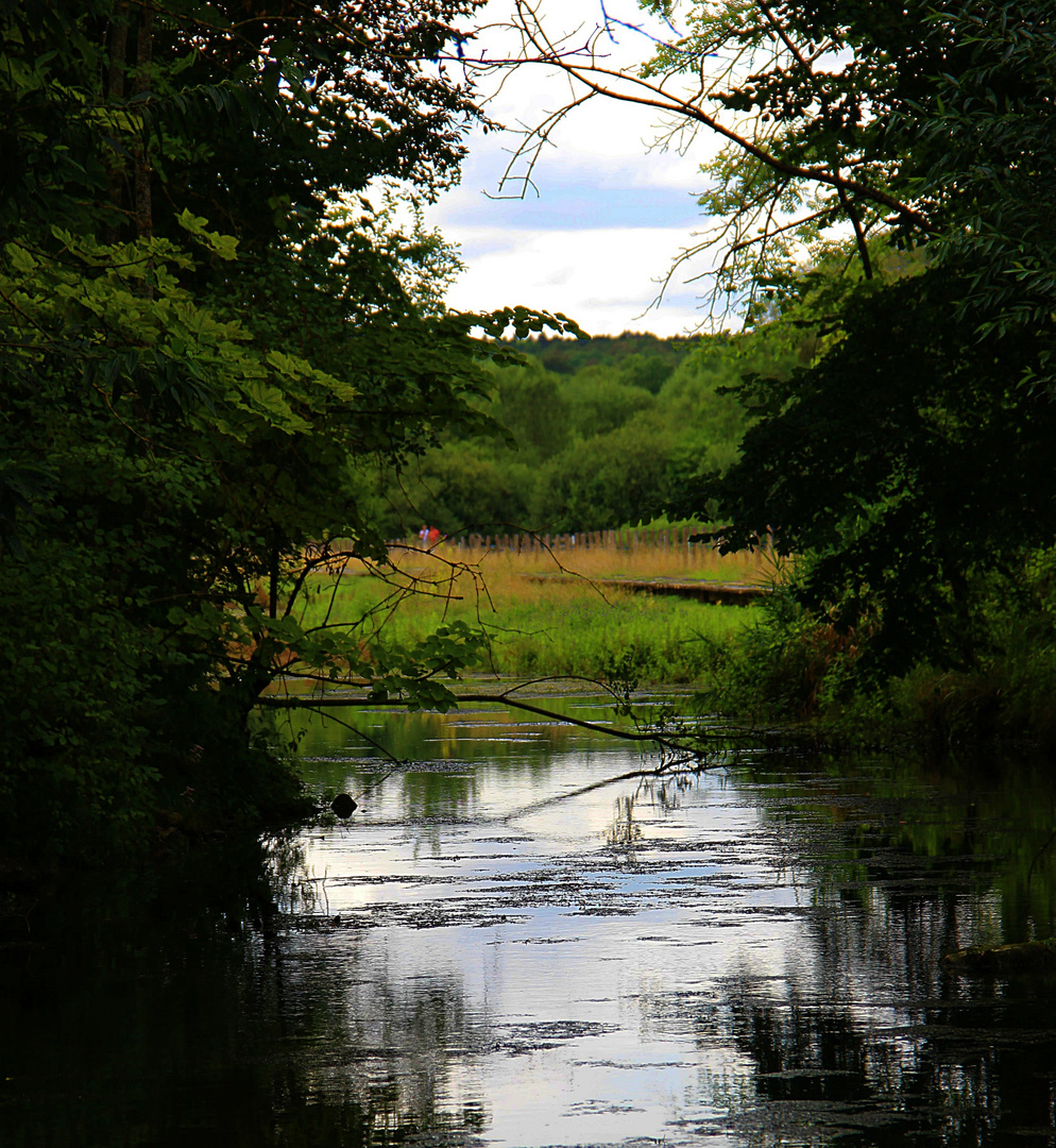 Regard sur la nature