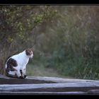 Regard sur le passé ...