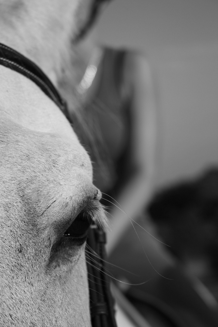 Regard sur l'équitation.