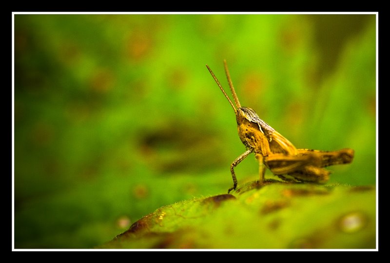 regard vers l'horizon