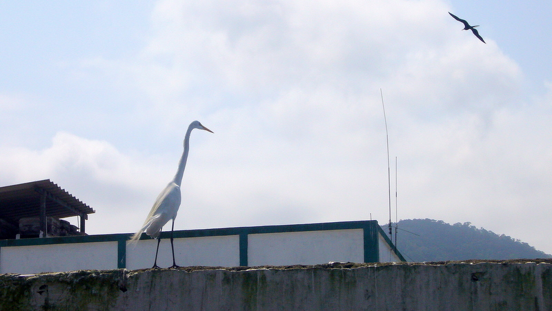 Regarde la mouette ...