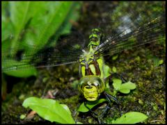 regardes moi!