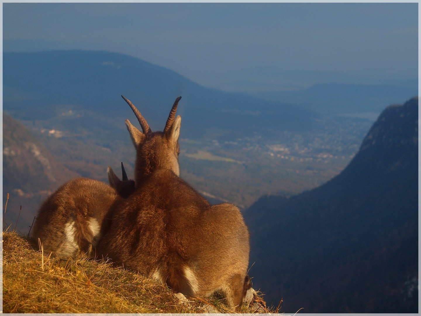 Regards de bouquetin