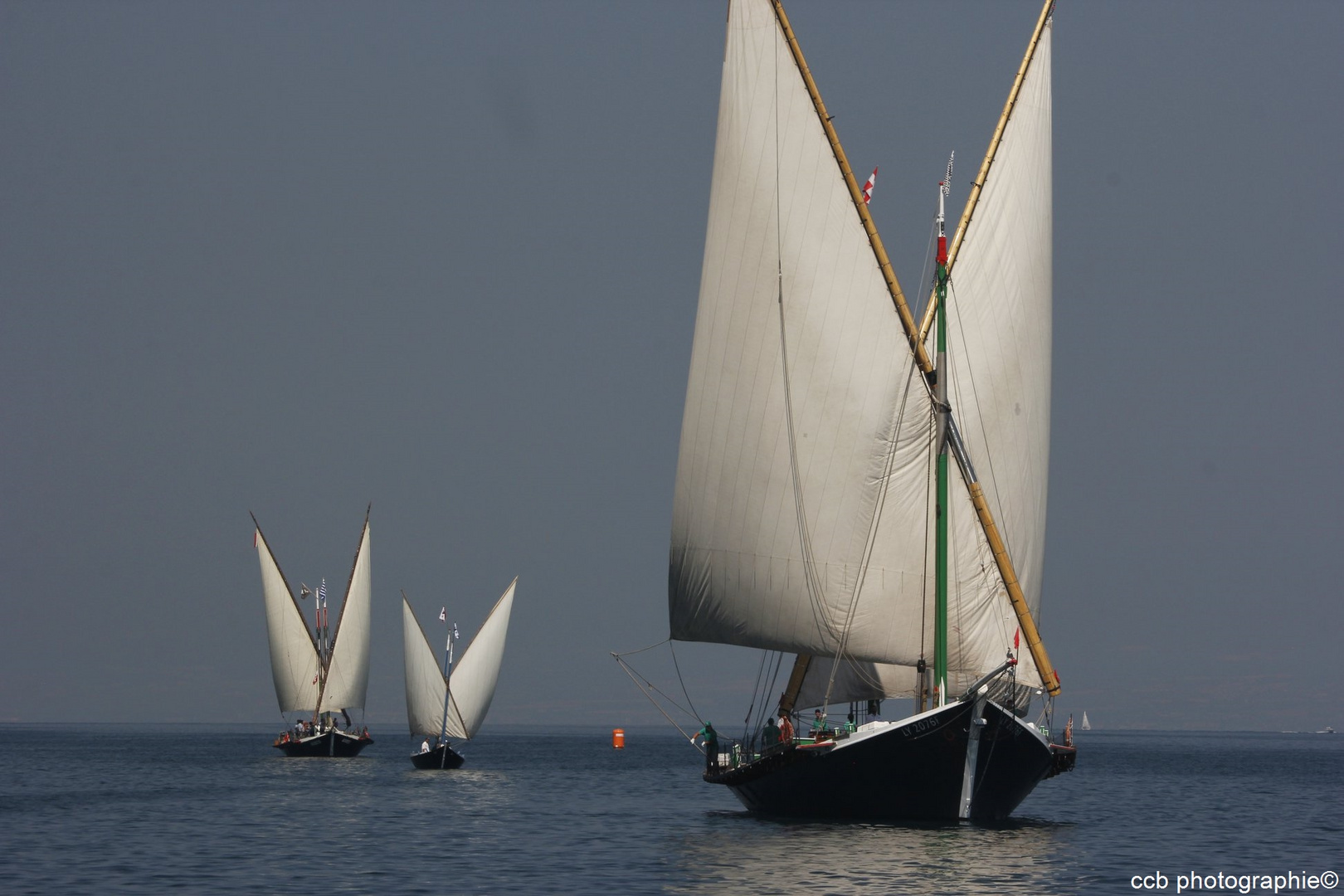Régate des barques à voiles latine sur le Léman