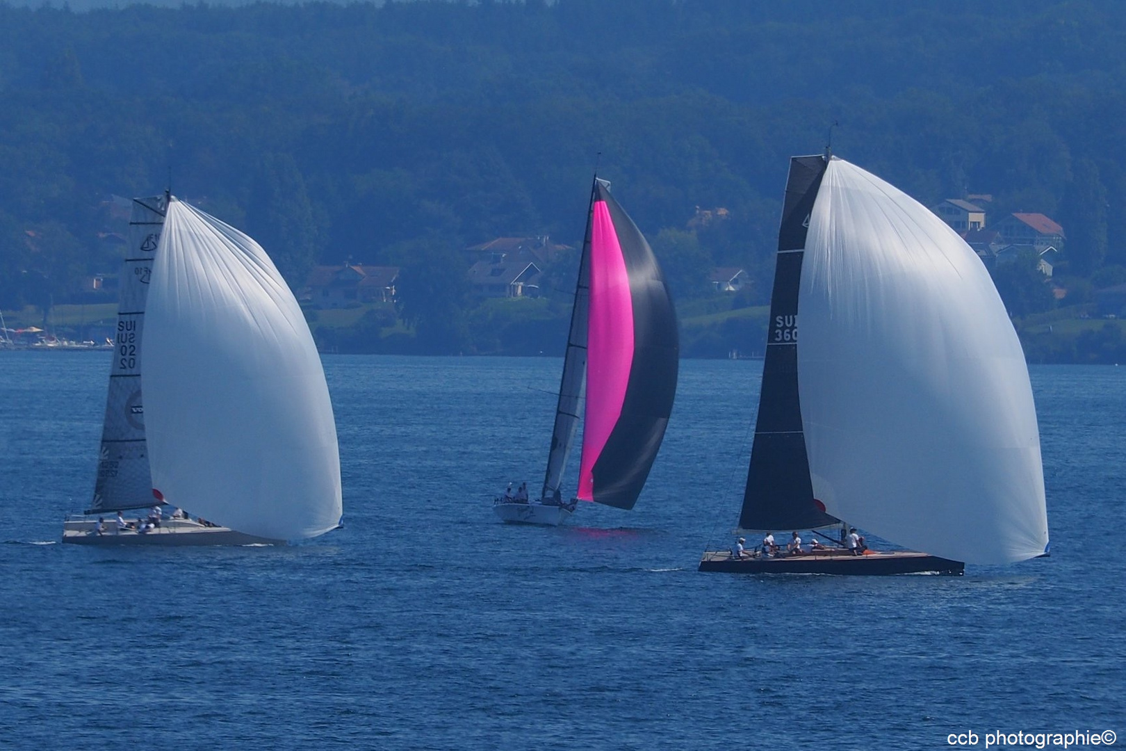 Régate sur le Léman, on sort les Spi