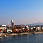 Regatta auf dem Rhein