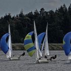 Regatta 